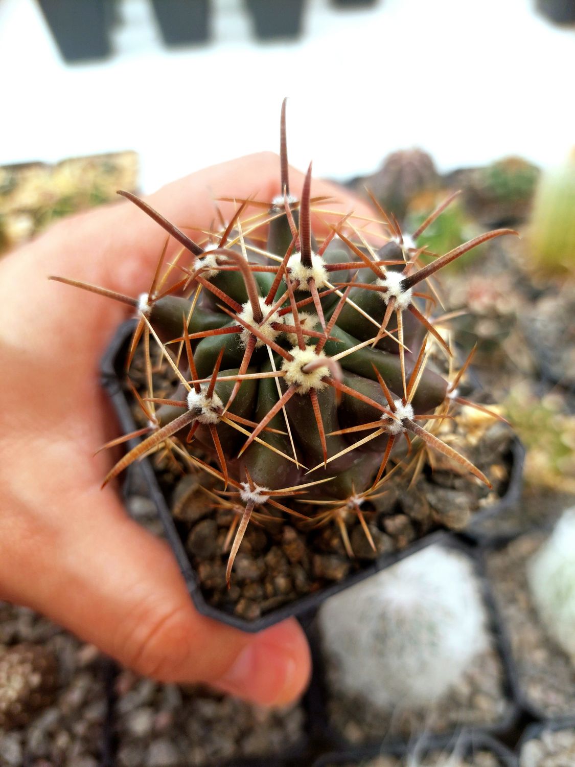 Ferocactus emoryi