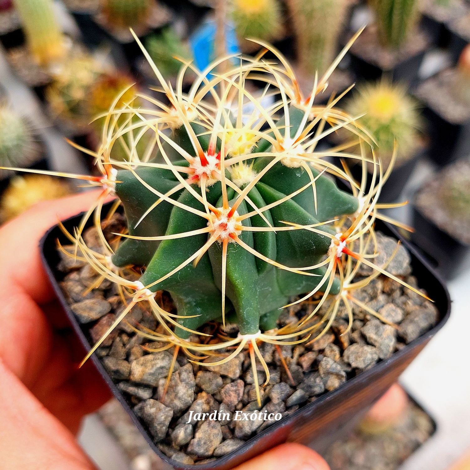 Ferocactus hystrix
