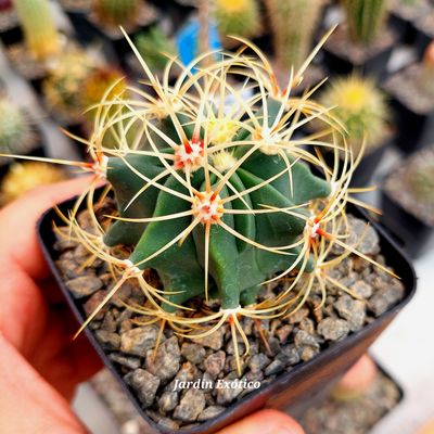 Ferocactus hystrix