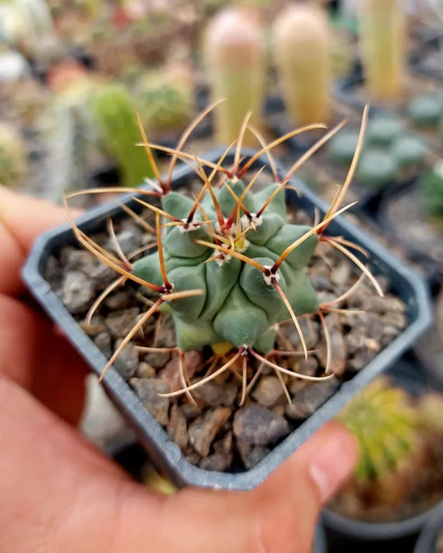 Thelocactus hexaedrophorus