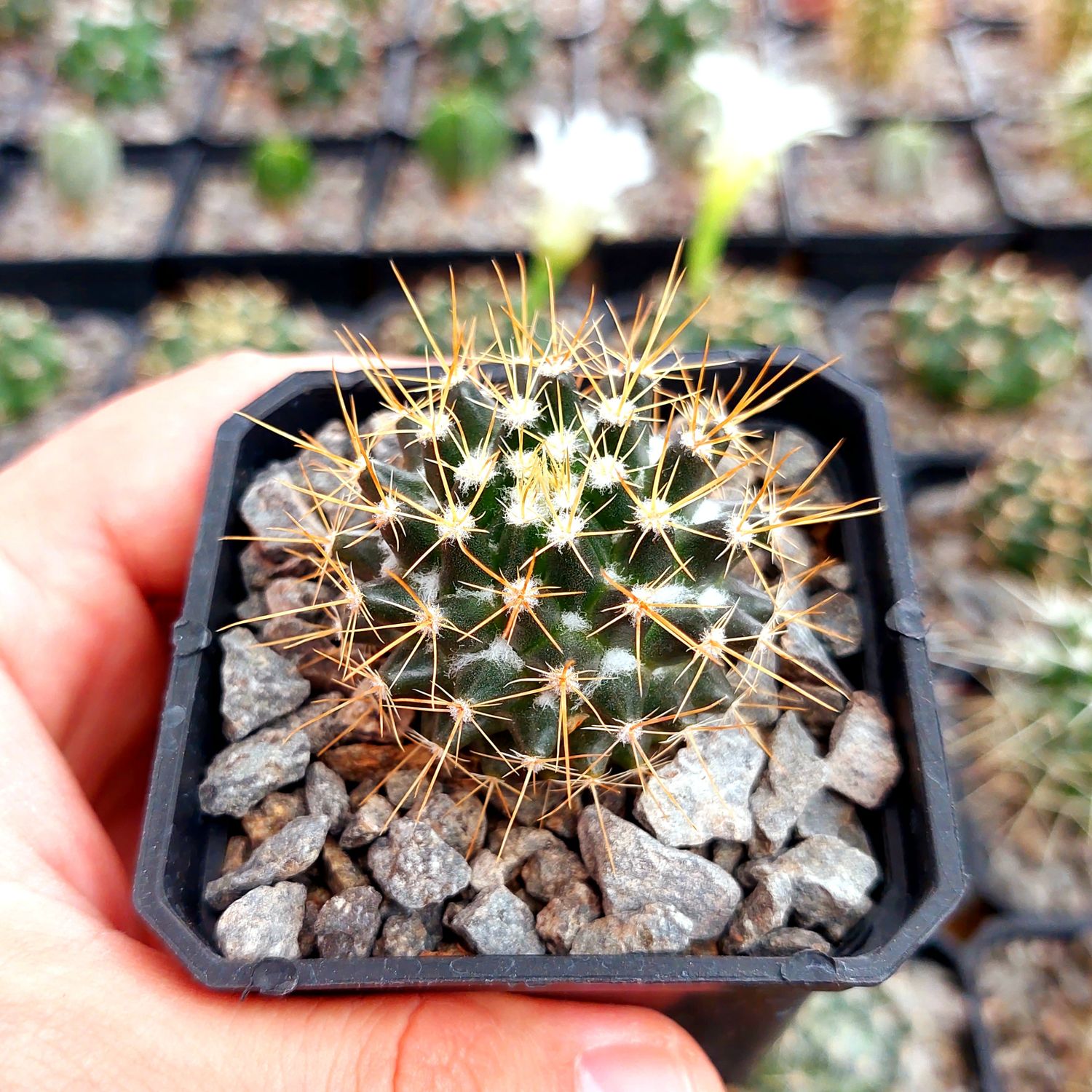 Mammillaria nivosa