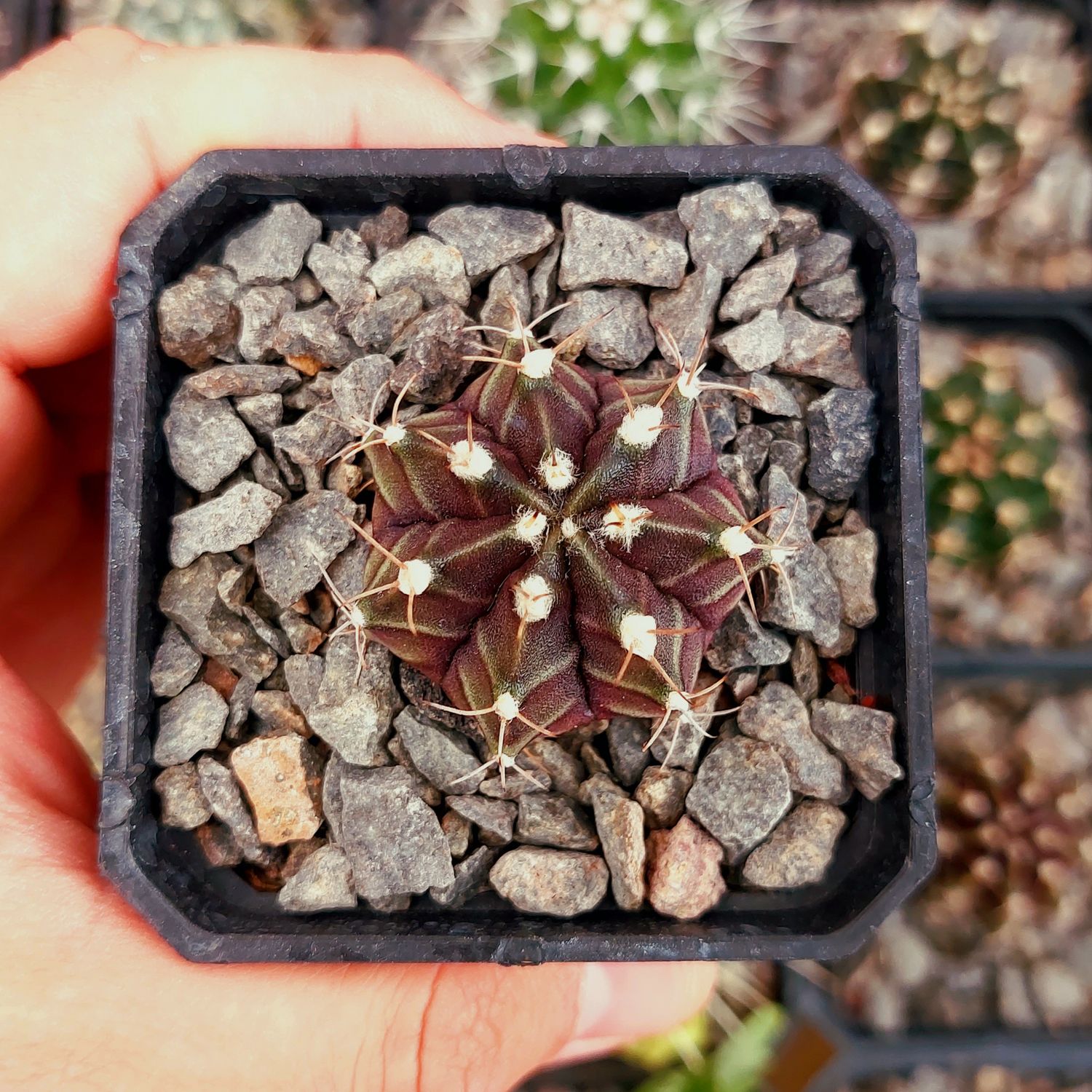 Gymnocalycium mihanovichii