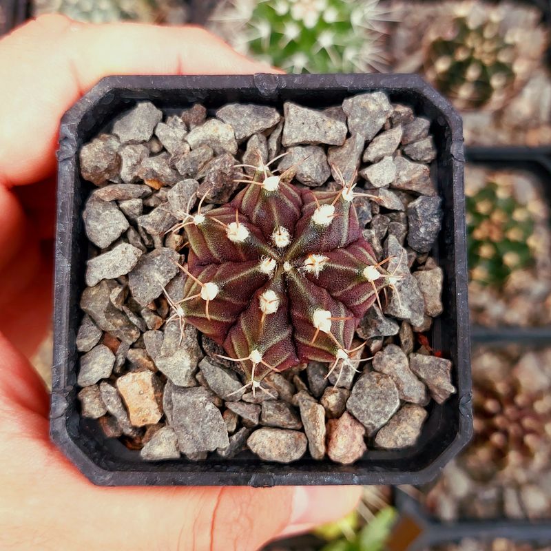 Gymnocalycium mihanovichii