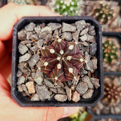 Gymnocalycium mihanovichii