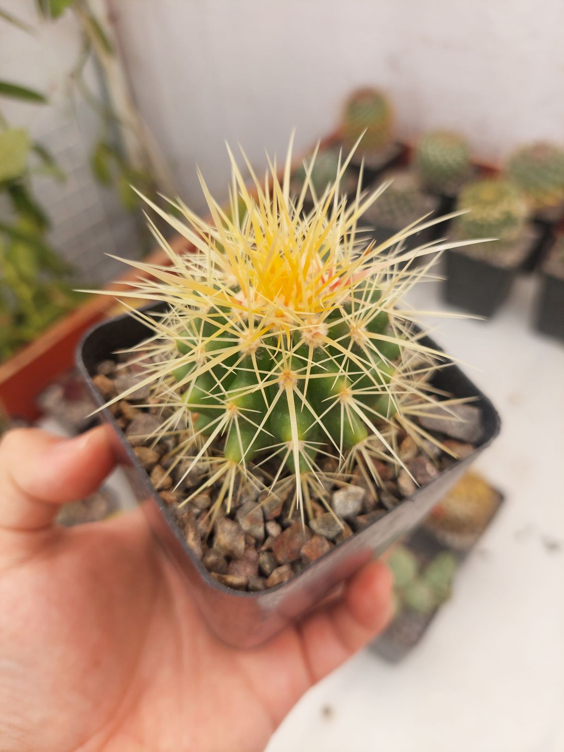 Echinocactus grusonii