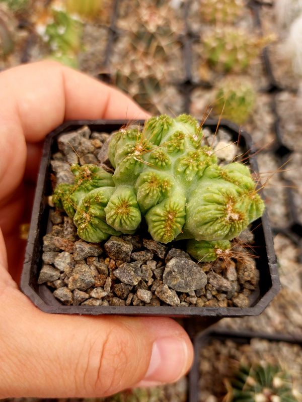 Trichocereus mosntruoso