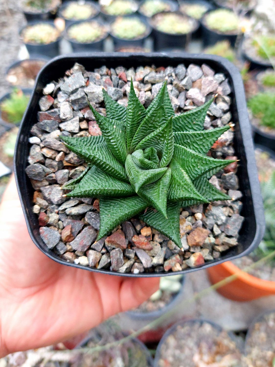 Haworthia limifolia