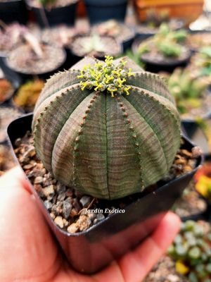 Euphorbia obesa