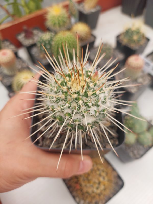 Mammillaria nejapensis