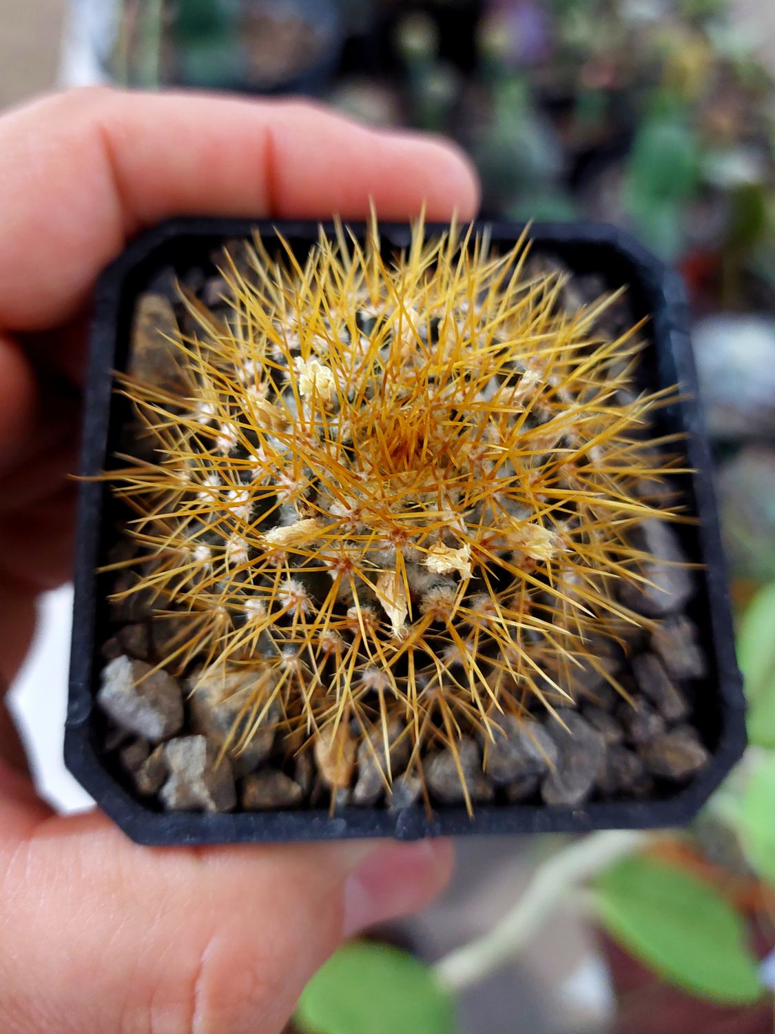 Mammillaria nivosa mediana