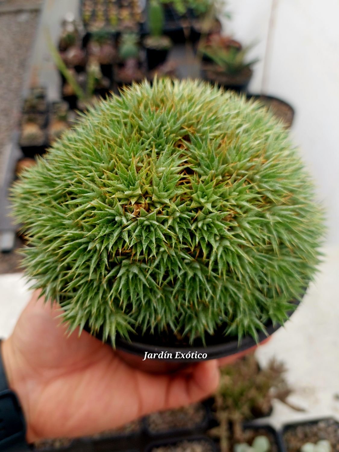 Abrometiella brehivifolia