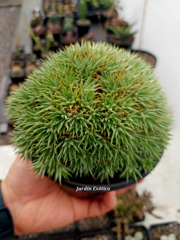 Abrometiella brehivifolia