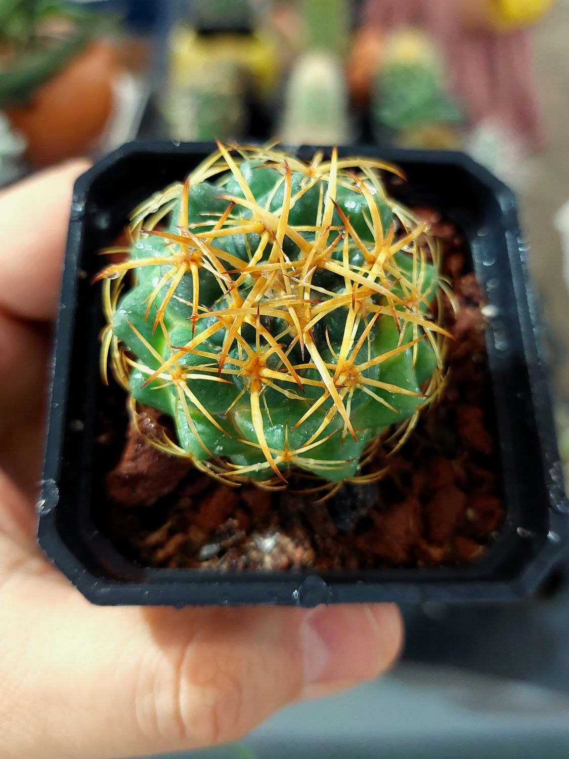 Coryphanta spp mediana