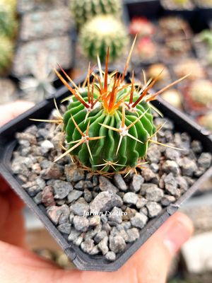 Sufulucactus multicostatus