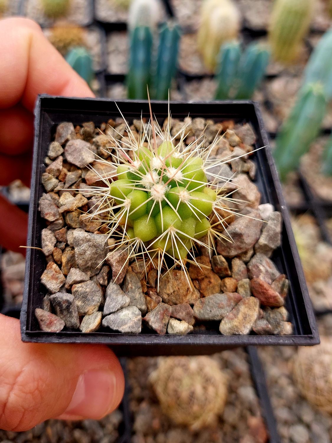 Echinocactus grusonii
