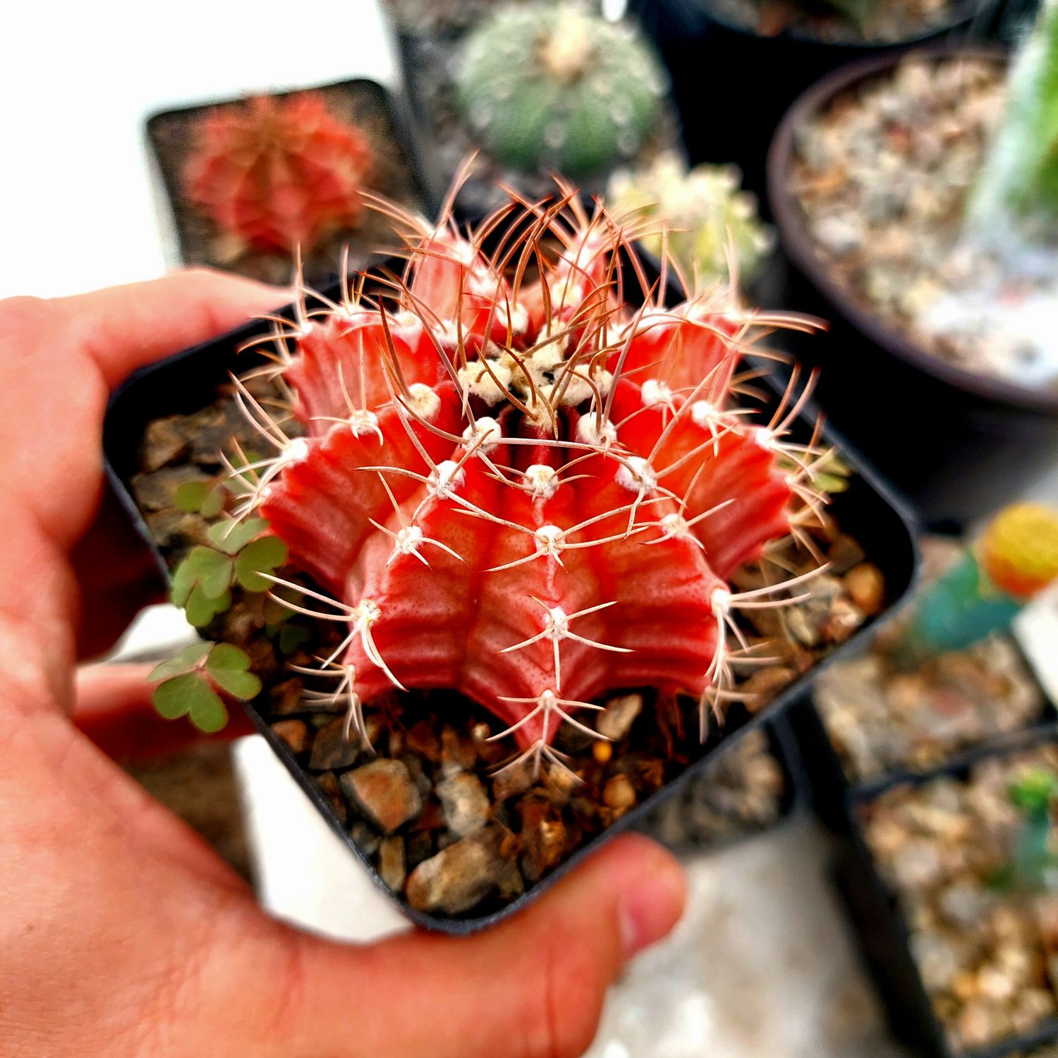 Gymnocalycium mihanovichii