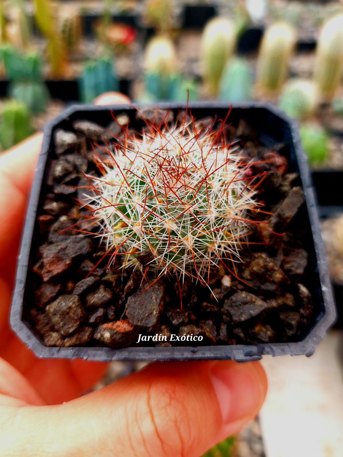 Mammillaria manana