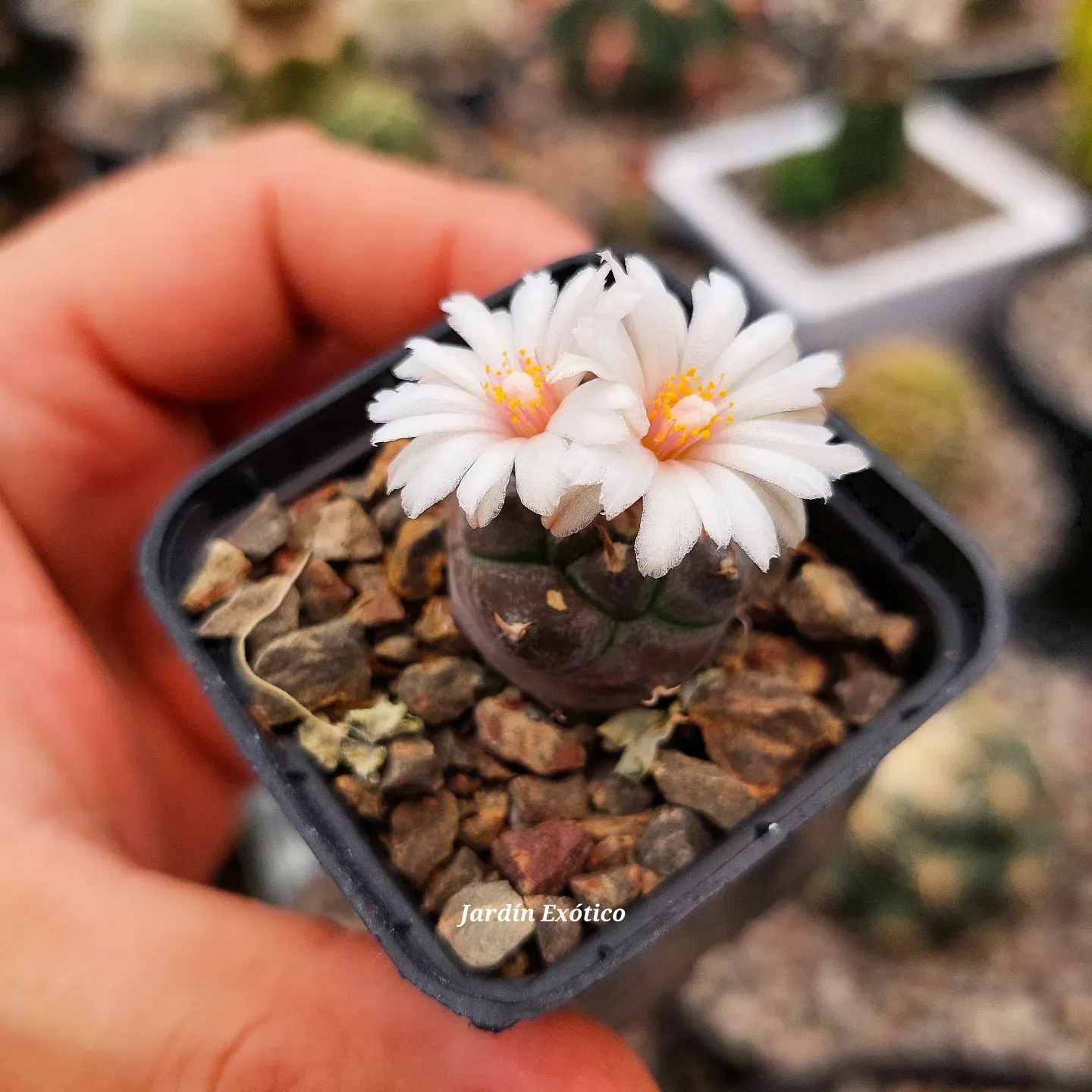 Turbinicarpus