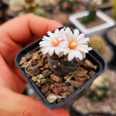 Turbinicarpus