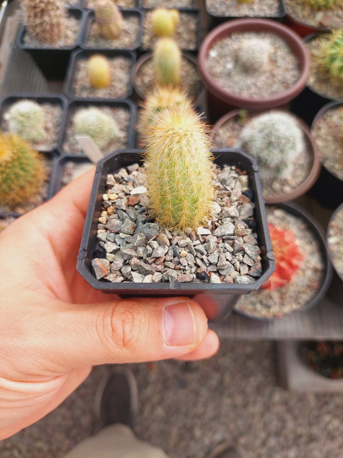 Cleistocactus strausii