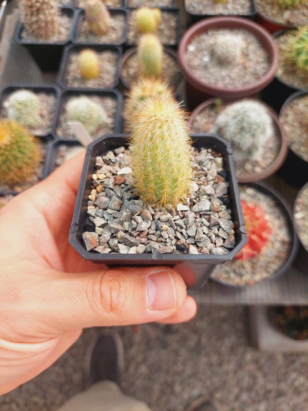 Cleistocactus strausii