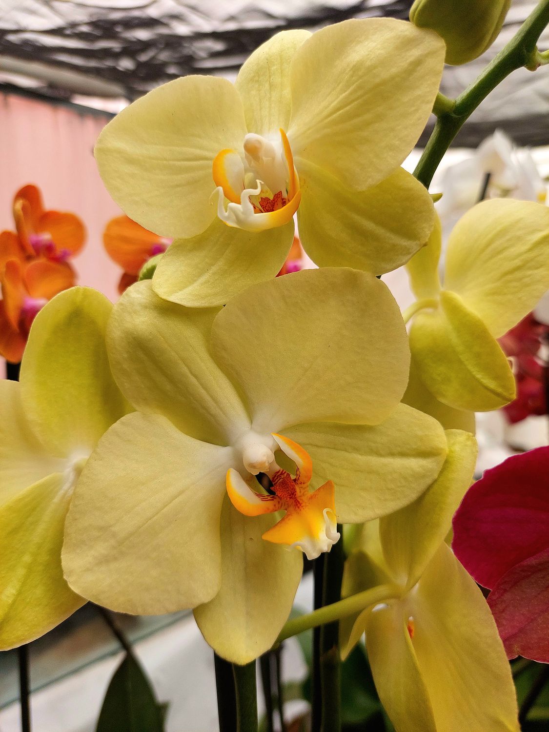 ​Orquidea variedad Amarilla