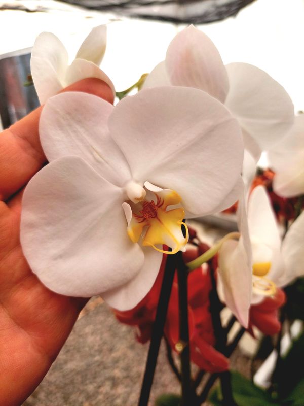 ​Orquidea variedad Blanca gigante