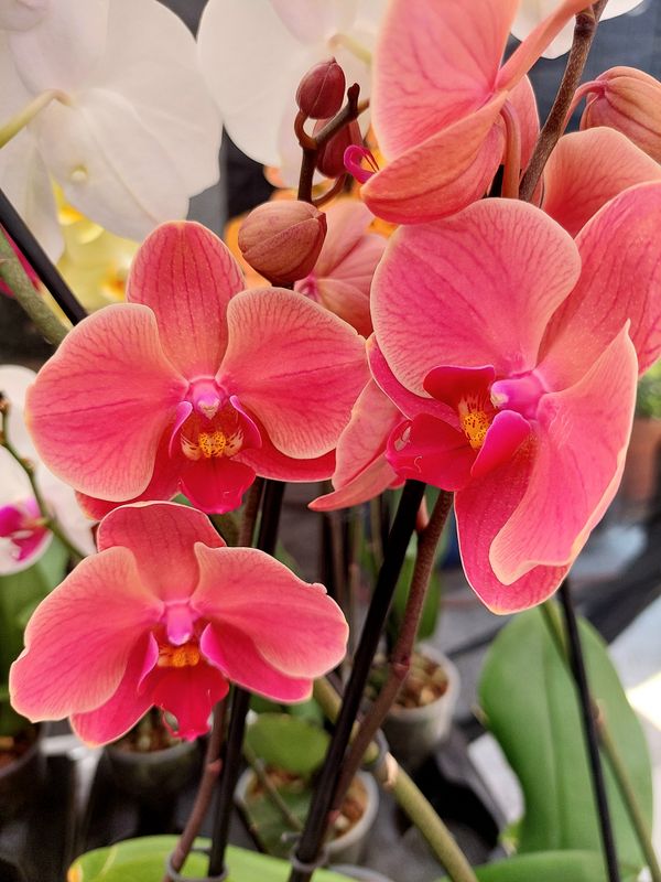 ​Orquidea variedad Salmon
