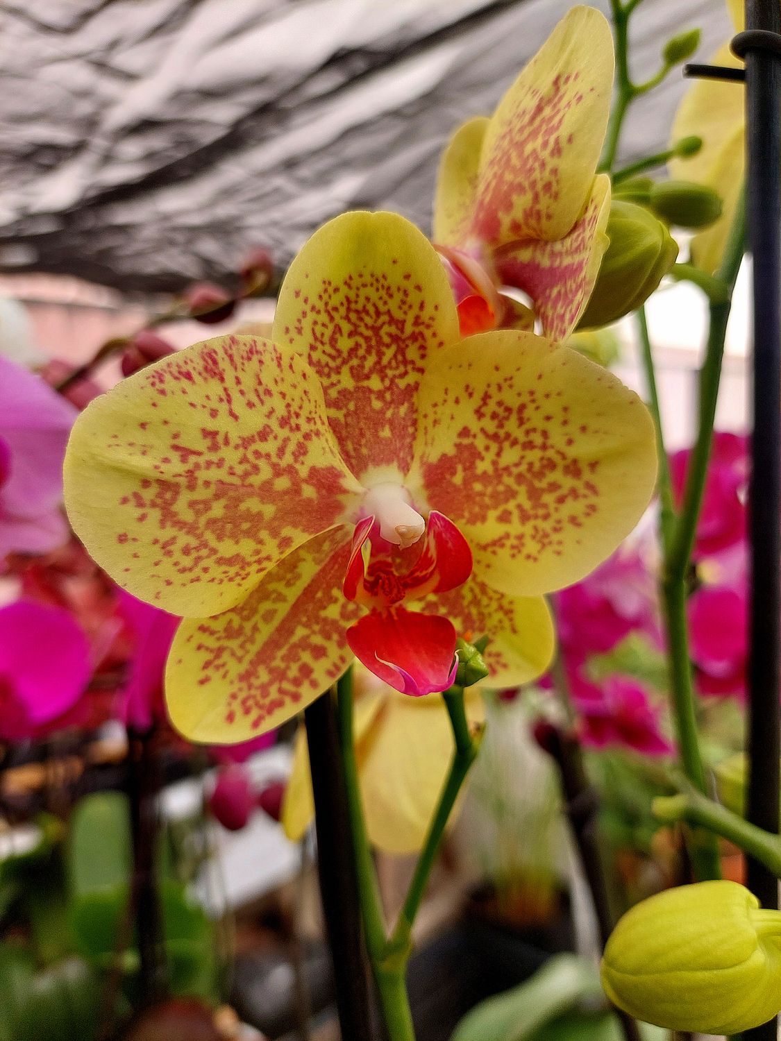 ​Orquidea variedad Amarilla Spot