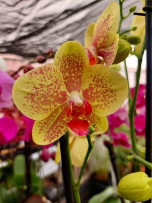 ​Orquidea variedad Amarilla Spot