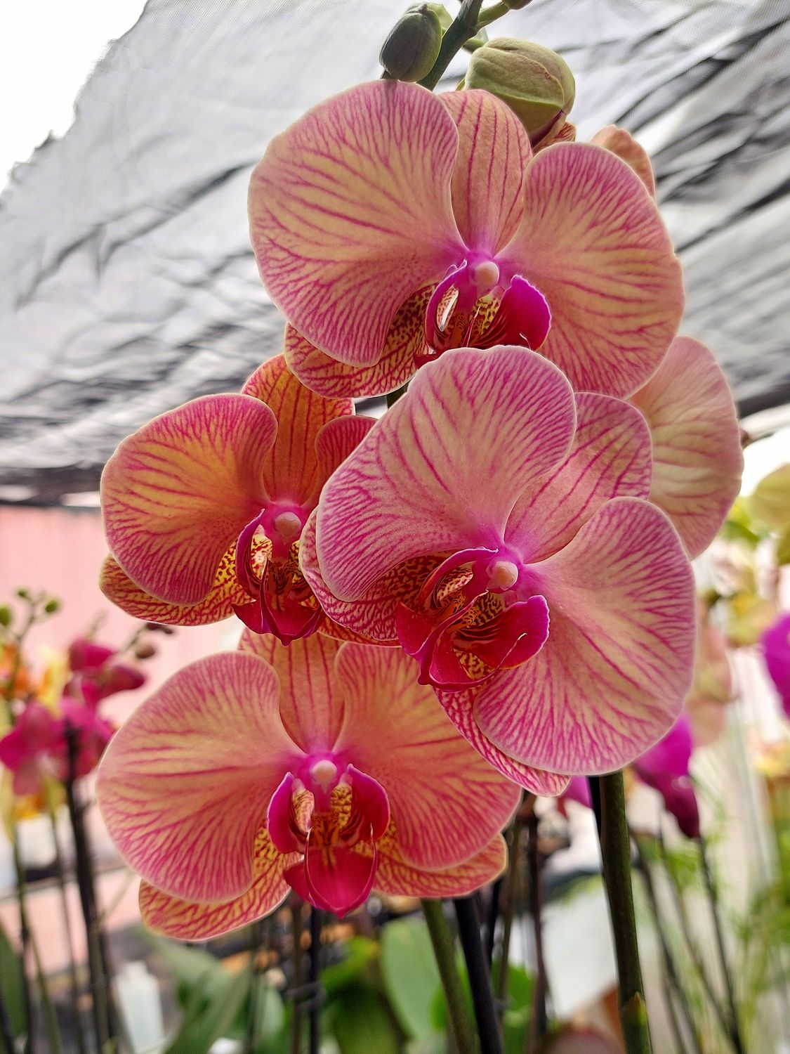 ​Orquidea variedad Salmon Spot