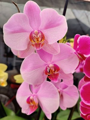 ​Orquidea variedad Rosa pastel
