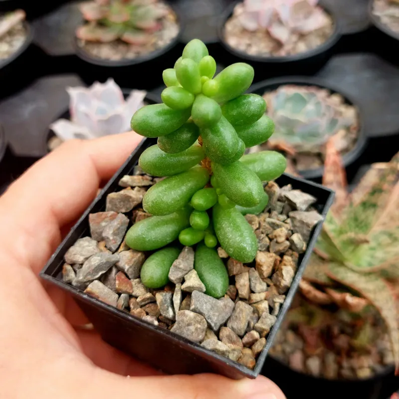 Sedum Hernandezii