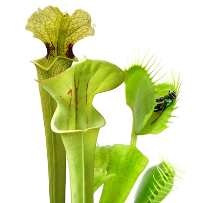 Plantas Carnívoras