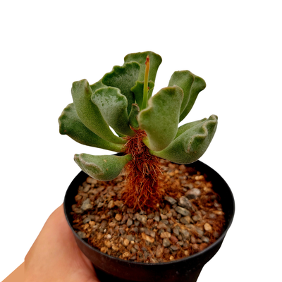 Suculentas