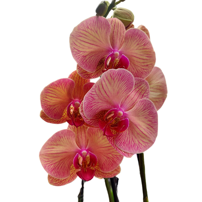 Orquideas