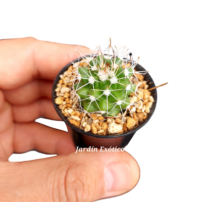 Plantas minis