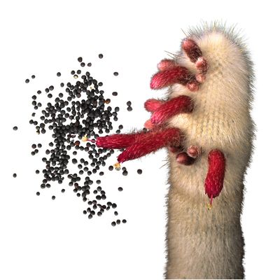 Semillas de Cactus Viejito Peruano (30s)