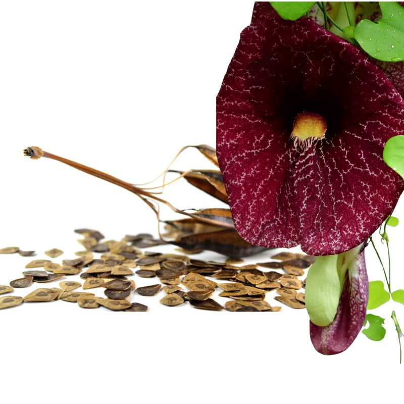 Semillas de Aristolochia litoralis (30s)