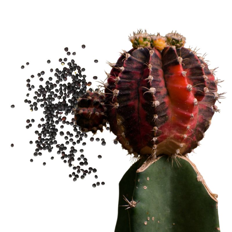 Semillas de Gymnocalicyum variegado (30s)