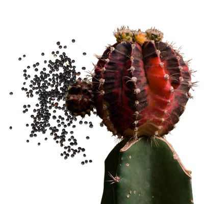 Semillas de Gymnocalicyum variegado (30s)