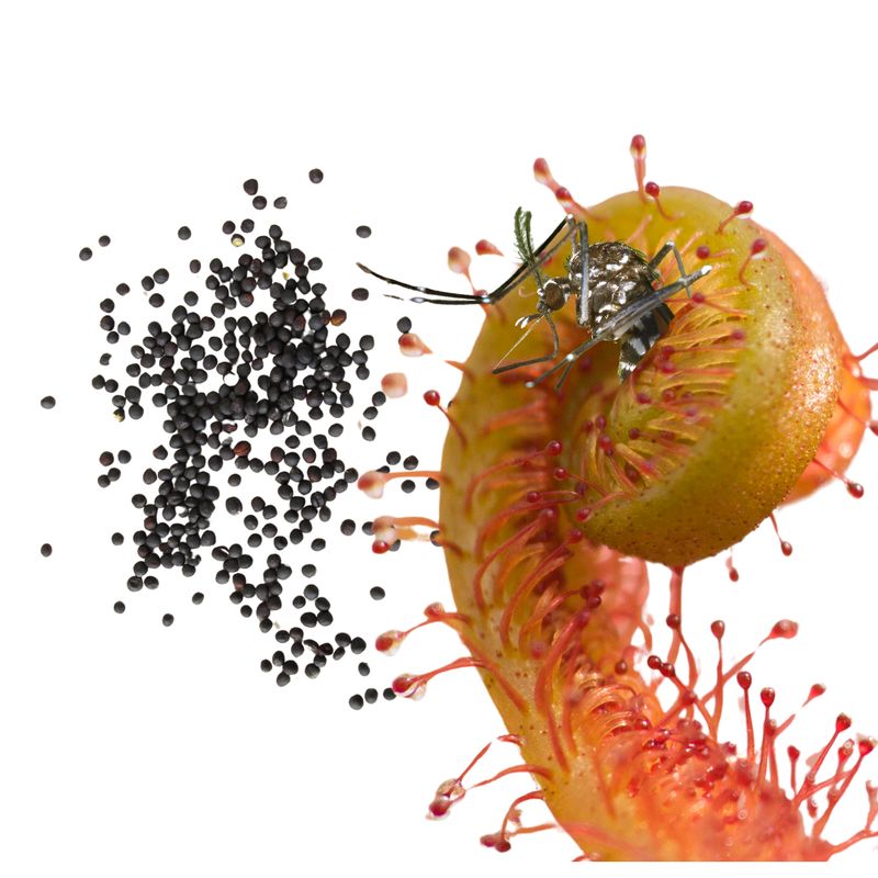 Semillas de Planta Carnívora Drosera (30s)