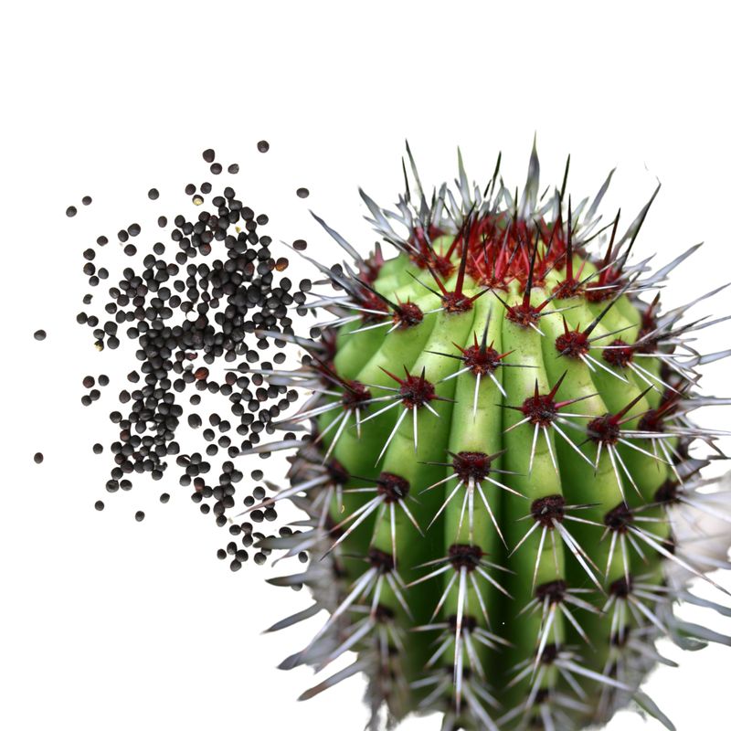 Semillas de Cactus Stenocereus (30s)