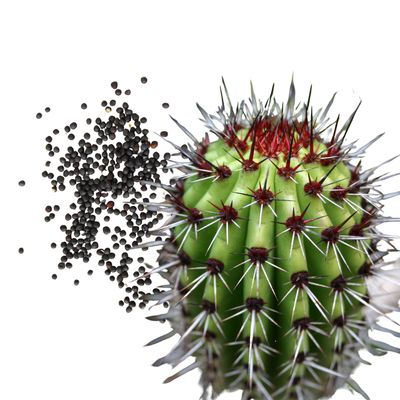 Semillas de Cactus Stenocereus (30s)