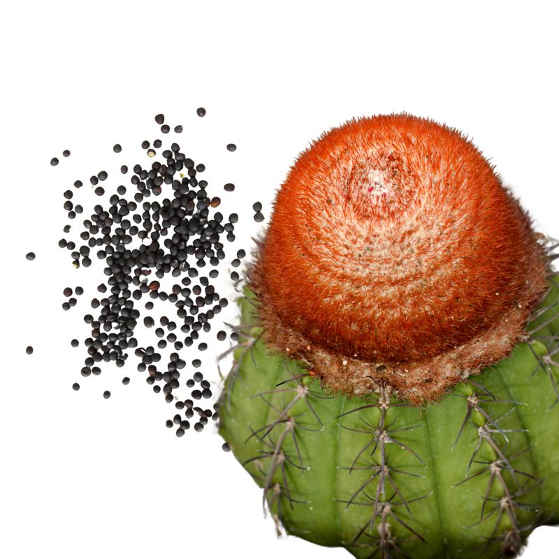 Semillas de Melocactus (30s)