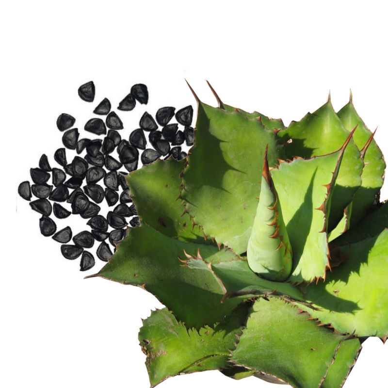 Semillas de Agave Cupreata (30s)
