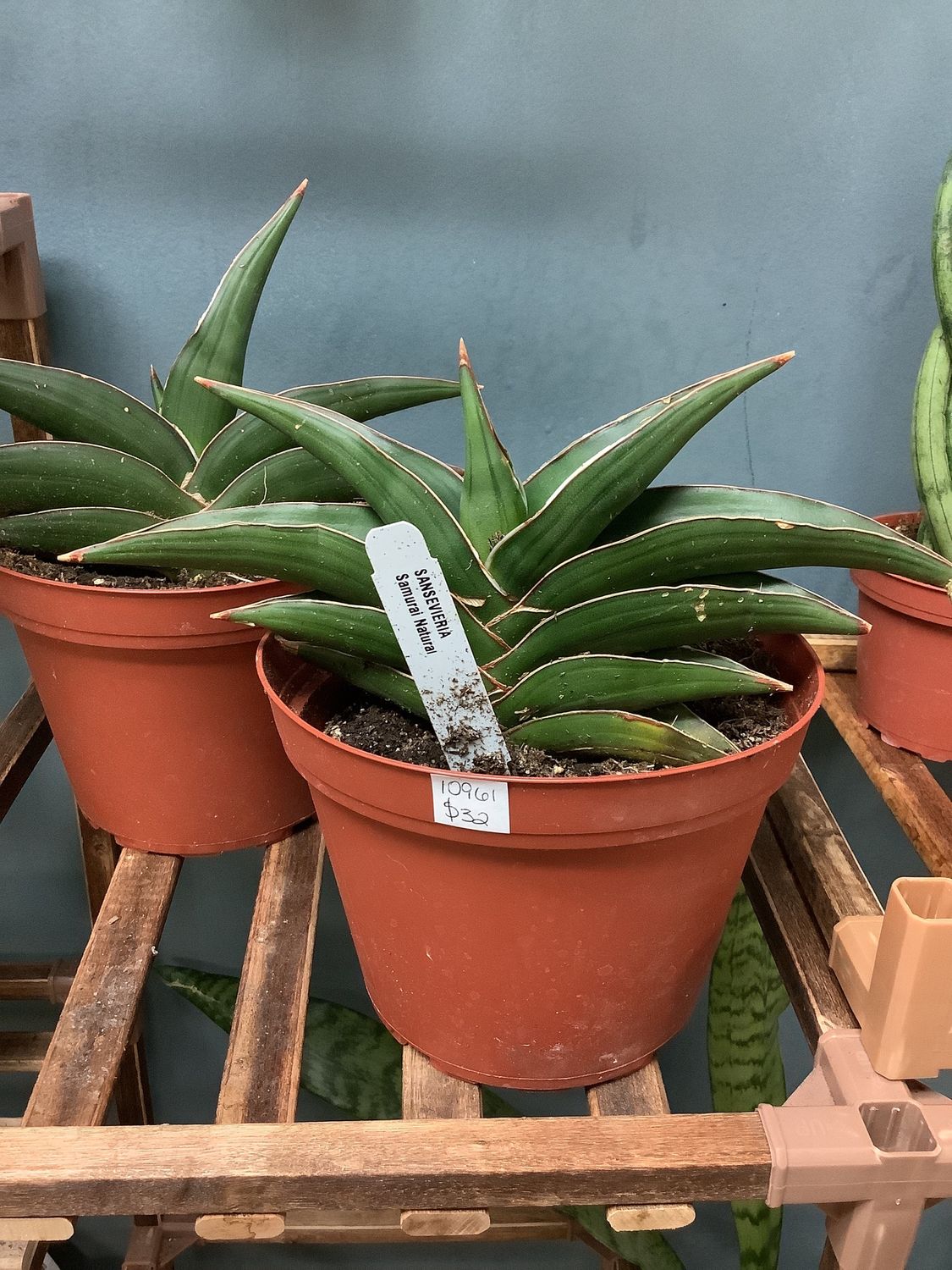 Sansevieria Samurai