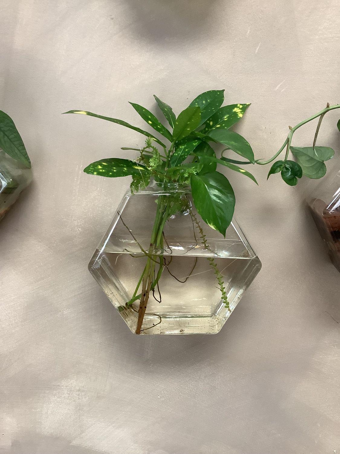 Hanging Glass Wall Propagation with Plants