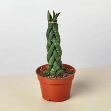 Sansevieria Braided