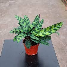 Calathea Rattlesnake